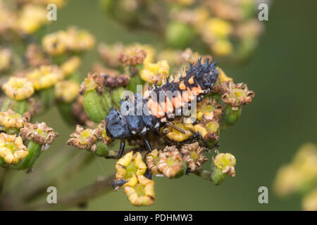 Larva of the harlequin ladybird (Harmonia axyridis), also known as multicolored Asian, or Asian ladybeetle Stock Photo