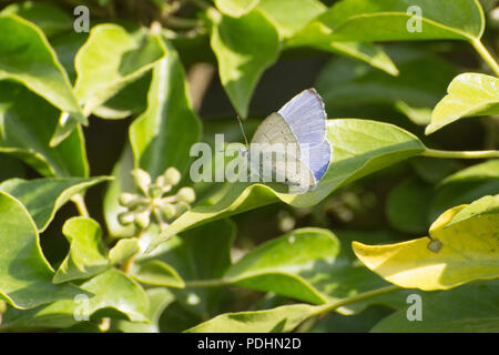 Male holly blue butterfly (Celastrina argiolus) basking in sunshine on ivy during August, UK Stock Photo