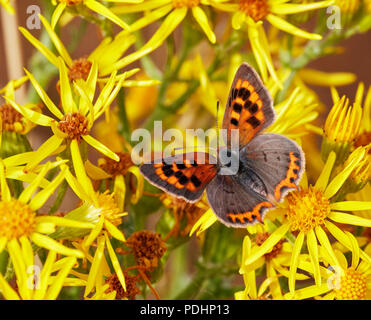 Small Copper aberration extensa nectaring on ragwort. Hurst Meadows, East Molesey, Surrey, England. Stock Photo
