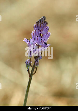 Autumn Squill flower at its only recorded location in Surrey - Hurst Meadows, East Molesey. Stock Photo