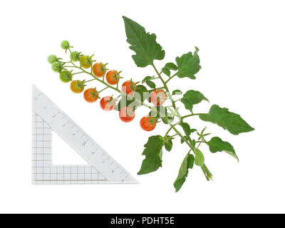 Cluster of tiny red tomatoes on vine , Solanum pimpinellifolium. Isolated on white. With centimtre scale. Stock Photo