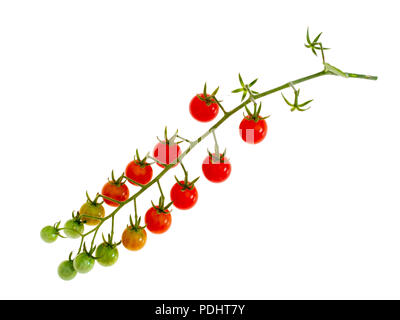 Cluster of tiny red tomatoes on vine , Solanum pimpinellifolium. Isolated on white. Stock Photo