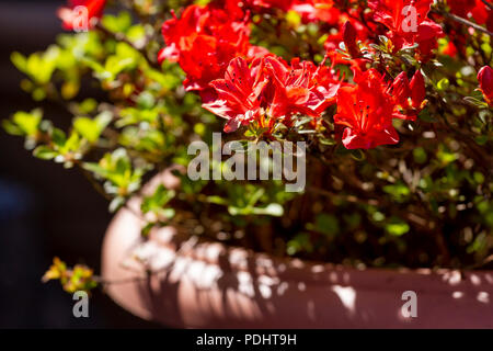 Azalea flowers close up, growing in a garden pot in springtime, Dorset, UK Stock Photo