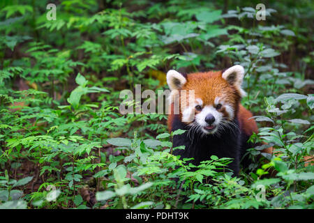 Portrait of a Red Panda , Ailurus fulgens , fire fox surrounded by plants Stock Photo