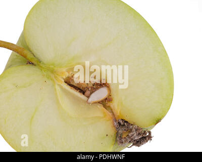 Codling moth larva, Cydia pomonella grub, larva. Caterpillar in apple, white background. Stock Photo