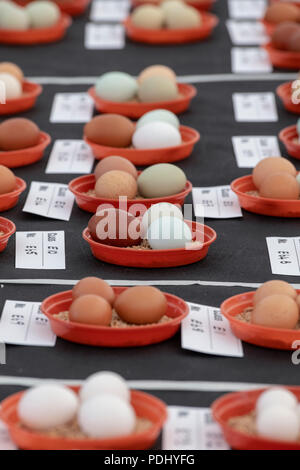 Showing chicken eggs at an Autumn Show. UK Stock Photo