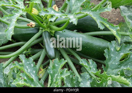 Cucurbita pepo. Small and large green courgettes growing in a vegetable garden Stock Photo