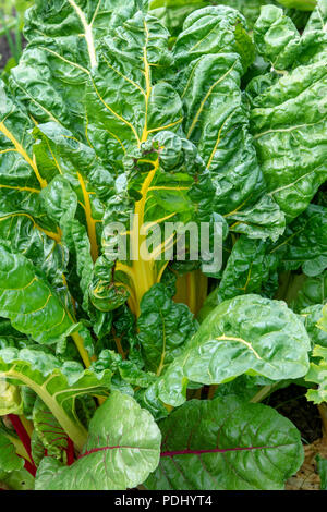 Beta vulgaris. Swiss chard 'bright lights' in a vegetable patch Stock Photo
