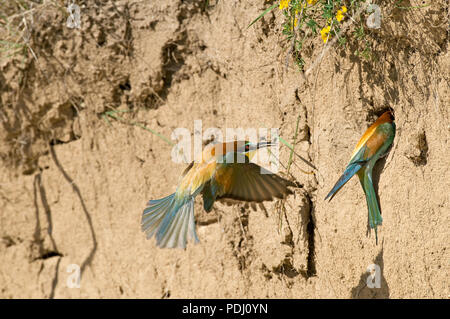 Guepier d Europe - arrivee au nid - Bee-Eater - arrival to the nest - Merops apiaster Stock Photo