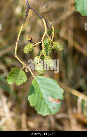 Grey Alder aka speckled Alder Alnus incana leaves and green fruit cones Stock Photo