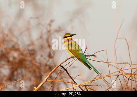 Blue-tailed Bee-eater (Merops philippinus), Thailand Guépier à queue d'azur Stock Photo