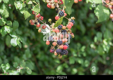 A cluster of ripe and ripening blackberries along the Avon Valley walk in Chippenham Stock Photo