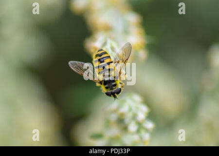 Hover fly Myathropa florea perched on a flower in the sun Stock Photo