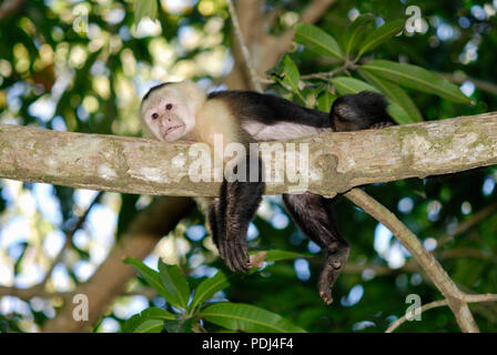 Capuchin monkey Stock Photo