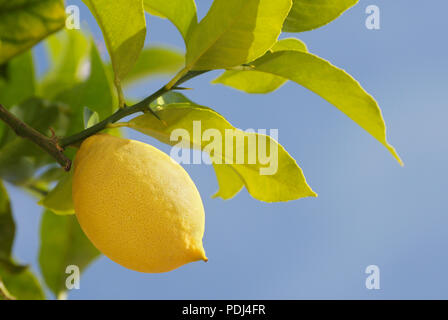 Lemon tree, Italy Stock Photo