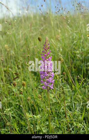 Fragrant Orchid Stock Photo
