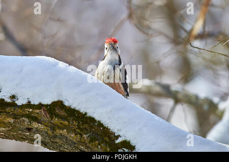 Middle spotted woodpecker (Dendrocoptes medius) protects the territory during the breeding season. Stock Photo