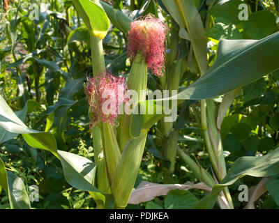 Maize in the garden Stock Photo