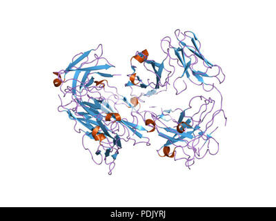 37 PDB 1fn4 EBI Stock Photo