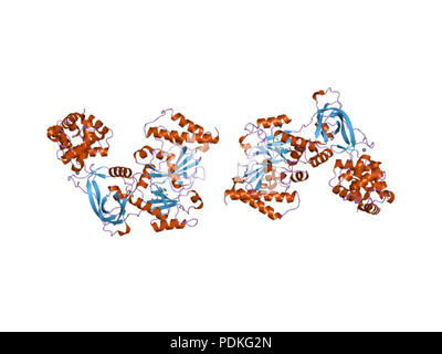 24 PDB 1dgs EBI Stock Photo