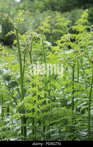 Fresh green fern leaves in a British woodland Stock Photo