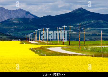 Yellow canola field in bloom with a country road and the Canadian Rockies in the background near Pincher Creek, Alberta, Canada. Stock Photo