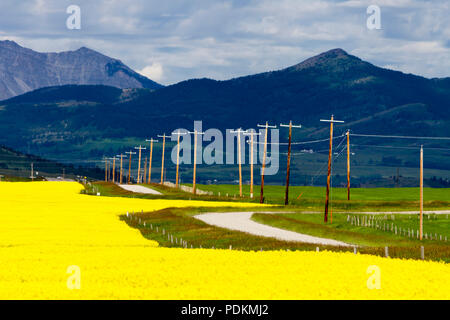 Yellow canola field in bloom with a country road and the Canadian Rockies in the background near Pincher Creek, Alberta, Canada. Stock Photo