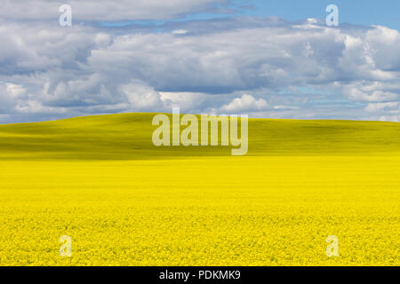 Yellow canola field in bloom with dramatic sky cloudscape in the Canadian prairie near Pincher Creek, Alberta, Canada. Stock Photo