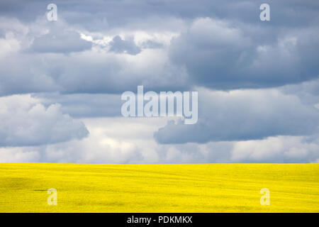 Yellow canola field in bloom with dramatic sky cloudscape in the Canadian prairie near Pincher Creek, Alberta, Canada. Stock Photo