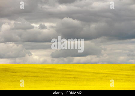 Yellow canola field in bloom with dramatic sky cloudscape in the Canadian prairie near Pincher Creek, Alberta, Canada. Stock Photo