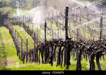 Water irrigation sprinkler spraying water mist on dormant grapevines in the morning in the Okanagan Valley, British Columbia, Canada. Stock Photo