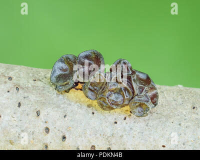 Jelly fungus (Ascotremella faginea) fruiting bodies after drying on a tree branch. Stock Photo