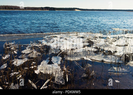 Thin ice on the reeds by the river in early spring Stock Photo