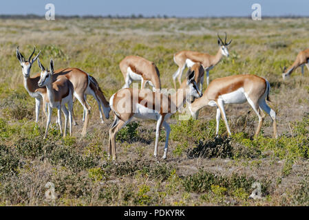A herd of Springbok grazing on the savanna in Etosha National Park, Namibia, Africa.  A strip of blue sky in the background. Stock Photo