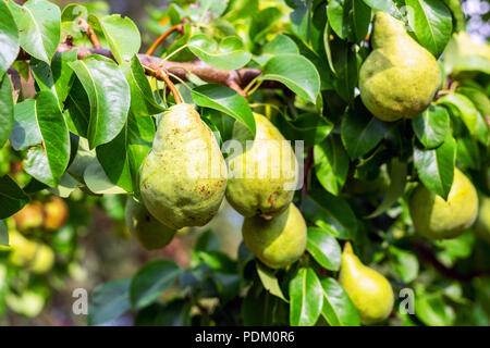 Many big ripe tasty juicy pears growing on tree in orchard. Healthy organic bio fruit natural background. Harvest season concept Stock Photo
