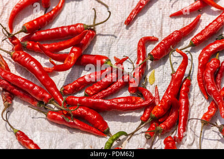 Nilavagilukaval, Karnataka, India - November 1, 2013: Closeup of bunch of red chili peppers spread open on white canvas. Stock Photo