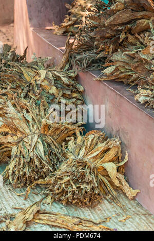 Nilavagilukaval, Karnataka, India - November 1, 2013: Bundles of yellow and brown dried tobacco leaves lie on a beige canvas and on pink stone slab. Stock Photo