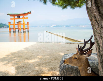 A male sika deer (Cervus nippon) in front of the floating torii gate at Itsukushima Shrine on the island of Miyajima, Hiroshima Prefecture, Japan. Stock Photo