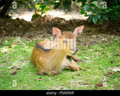 A sitting Sika deer (Cervus nippon) fawn on the island of Miyajima, Hiroshima Prefecture, Japan. Stock Photo