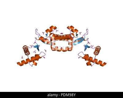 Bacterial ribosome and protein synthesis. Molecular model showing a ...