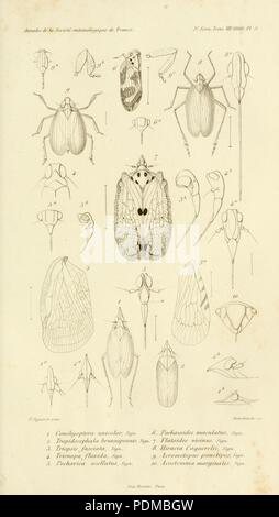 Annales de la Société entomologique de France (Pl. 5) Stock Photo