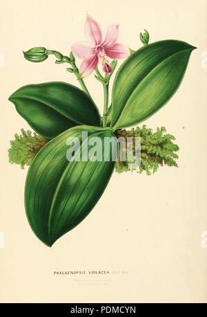 Annales d'horticulture et de botanique, ou Flore des jardins du royaume des Pays-Bas, et histoire des plantes cultivées les plus intéressantes des possessions néerlandaises aux Indes orientales, en Stock Photo