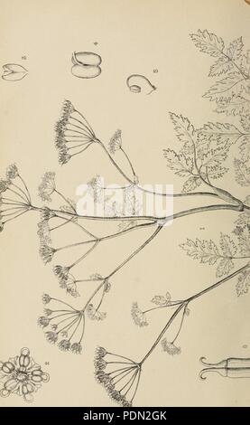 Annuaire du Conservatoire et du jardin botaniques de Genève (Pl. II) Stock Photo