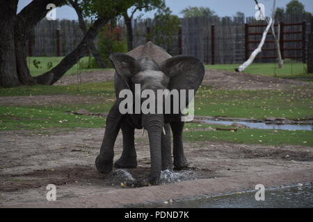 Young elephant playing in water puddle Stock Photo