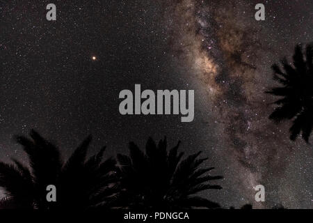Looking up at the night sky through three Chilean Palm trees with a view of the Milky Way galaxy and Mars. Stock Photo
