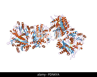 Bacterial ribosome and protein synthesis. Molecular model showing a ...
