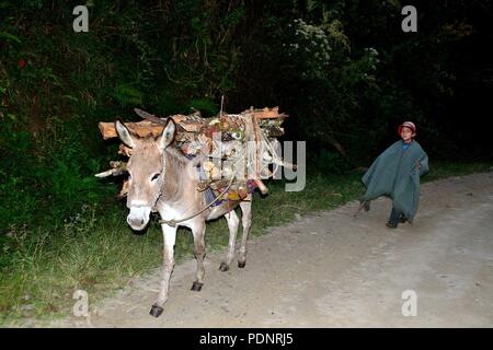 Hauling firewood in Huachumo -El CARMEN DE LA FRONTERA - Ecuador border - Huancabamba. Department  of Piura .PERU                Stock Photo