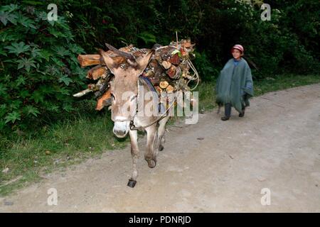 Hauling firewood in Huachumo -El CARMEN DE LA FRONTERA - Ecuador border - Huancabamba. Department  of Piura .PERU                Stock Photo