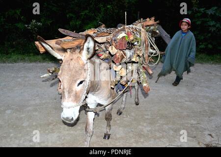 Hauling firewood in Huachumo -El CARMEN DE LA FRONTERA - Ecuador border - Huancabamba. Department  of Piura .PERU                Stock Photo