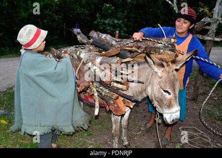 Hauling firewood in Huachumo -El CARMEN DE LA FRONTERA - Ecuador border - Huancabamba. Department  of Piura .PERU                Stock Photo